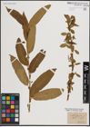 Foto von Salix fragilis L.